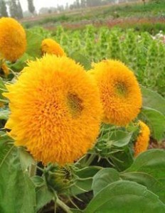 �����ذ����տ��N�� �����ذ��޸����տ��ַQ(ch��ng)С����