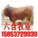 �����Sţ2012�r�����(�D)