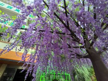 ʥ�Q�估�baƷ�z� �zƷ��˾ Ʒ�z��˾