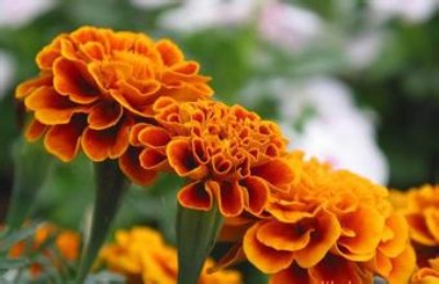 �f�۾���ȡ���~�S��   �S�ҹ���