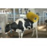 �����Cе��ëˢ݁����ţ��ϴ��ëˢ݁