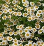 ������ʾ��㾫���h��Ч���ã���ȸ�