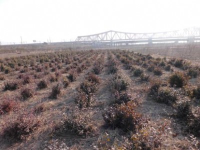 ���t�������S��С�硢���t�������S���ֈ@��(���D)