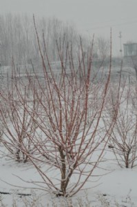 �N�ۼt���ɷ���Ʒ�N��֦���~