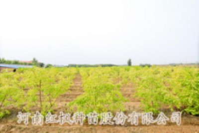 ���~�z��ľ,���~�z��ľ�̓r,�t���N��(���D)_���ϼt���N��