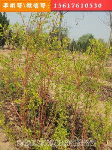 ��Ӳ��~�z��ľ�A��,���~�z��ľ�S��,�t���N��