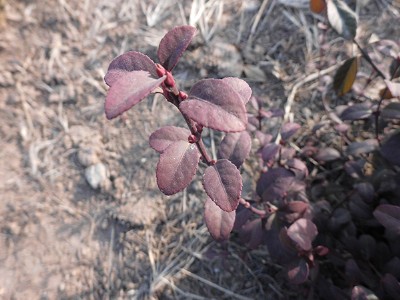 ���t�������S��С�硢���t�������S��������t���N��