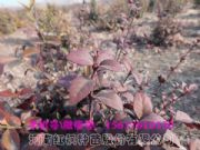 �v�R�궬�t�������S��С�硢���t�������S��t���N��(