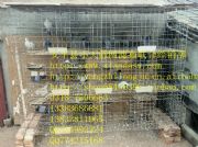 ���ӻ\ �����ˮ�� ����ʳ�� ���õ��C ����ɳ�� �Bֳ���