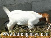 �Ĵ�����ɽ���BֳЧ����� �Ĵ�����ɽ(�D)