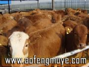 ���K���w����ɽ���B(y��ng)ֳЧ�����(�D)