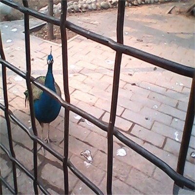 �ӱ��P�l�����Y�W�S���L����νz���������W��ƽ��\�B�i܈���W