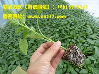 ɽ�����������l��ُ  ���ŷN��20�����罛�  ��ȫ����