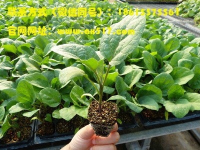 ɽ�����������l(f��)�x���ŷN��  �S��ֱ�N��ʡ��