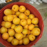 �����̫�(y��ng)�����S�@�t�ӣ��P���Ӄr(ji��)��