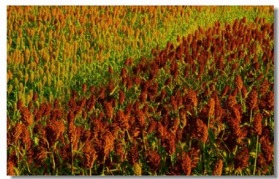 �������]�aƷ�����t