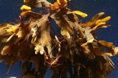 �������z��Ʒ�l��