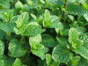 ������ʳƷ��������