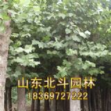 �������е���N������ͩ(�D)