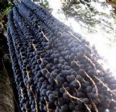 ���_������