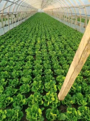 �����ɢ��ˎ���a(ch��n)�S�ҹ���(y��ng)�̃r(ji��)��