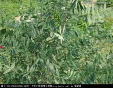 �����Ĺڹ�С����C�Ĺڹ�С������Ĺڹ�С��r��