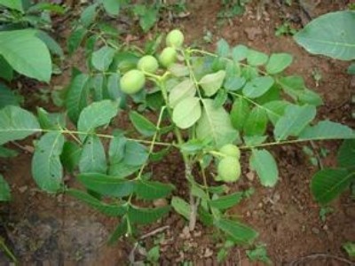 �����籡Ƥ��������Ҙ������r(ji��)��