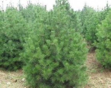 1�װ�Ƥ����1�װ�Ƥ�Ƀr��1�װ�Ƥ��ռ����