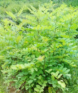 �����С������С��r������С��Nֲ