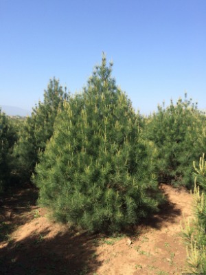 2�װ�Ƥ�Ƀr��2�װ�Ƥ����ֲ��2�װ�Ƥ�ɹ��̘�2�װ�Ƥ�ɾ�Ʒ