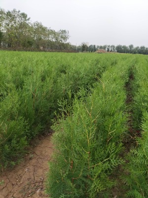 1�ׂȰ؃r��1��5�Ȱ�2�ׂȰ�2��5�Ȱ�