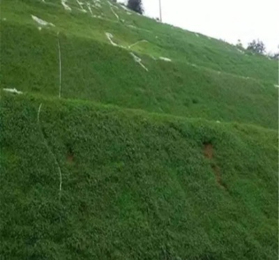 �ؑc��������ֲ��