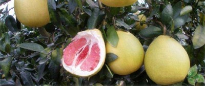 ���I(y��)�Nֲ���l(f��)�gϪ����,���t���֣��t�����֣��S���֣��������