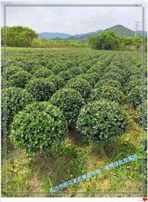 �꾰���ϲ�÷����-���ϲ�÷ë���u���Σ��lչ���^Ѹ��