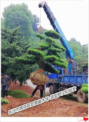 �����_�h�����l-�����_�h��˦�u�Һ꾰��ľ