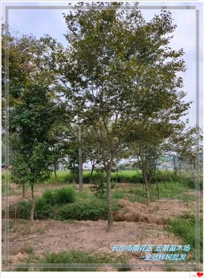 ȫ�ڙΘ����-�������ԙΘ�o�r���u�Һ꾰