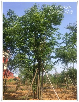 ���Ϟgꖅ������-ȫ�ژ��-���Ԙ��������l�Һ꾰