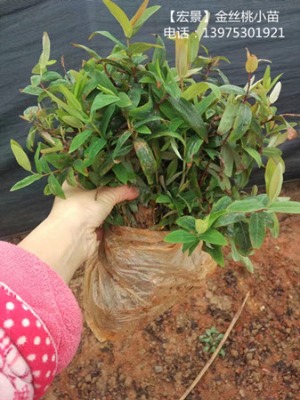 ��z�ұ���