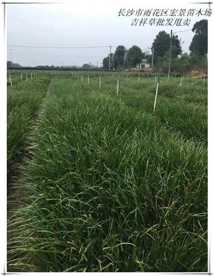 �gꖼ������ľ-���ϼ���݃r��|�꾰����׌��