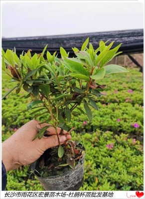 ���ϴ��걭�����l-���ϴ���Сë���|���Á��꾰��ľ