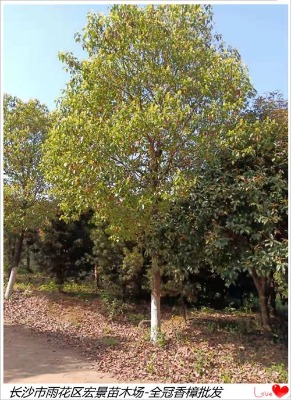 ȫ��������ľ���l(f��)-��������-�����������ԃ�(y��u)��