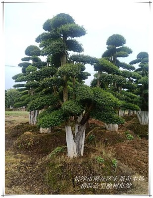 �����ܘ����l(f��)-���϶��U�ܘ����-�g������ܘ�˦�u��С�e