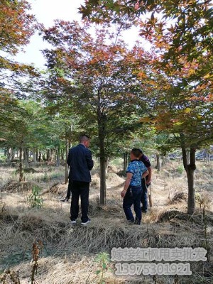 ���ϼt����ľ ���ϼ޽Ӽt�� �gꖼt���r��꾰���x