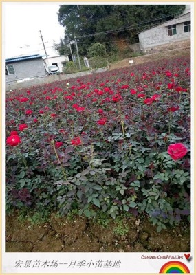 �������l�����¼�С��-�Lɳ����¼�-�g��¼������ұ�