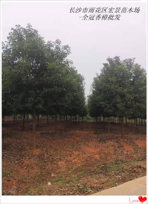 湖南移栽香樟-寧鄉益陽香樟批發-長沙跳馬全冠香樟優惠找宏景