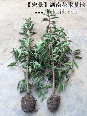 ���Ϸ�������С��-�Lɳ�������������Һ꾰