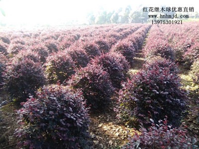 ���ϼt����ľ-�Lɳ��ɭŮؑ�����������Lɳ����