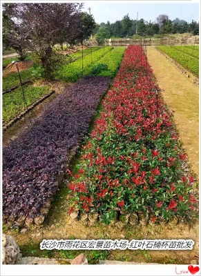 ���ϼt�~ʯ骱���-�Lɳ�t�~ʯ�Сë��һ�w�������l�r��