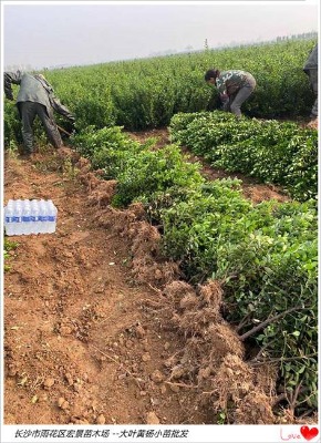 �����y����ϴ��~�S��Сë��-�Lɳ��߅�S�����꾰