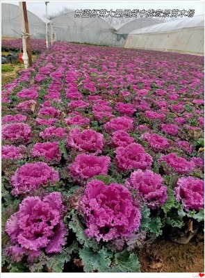 �o�r���u�ĸ��{�ݻ����l-�Lɳʯ��-������ɫ���r������ұ�